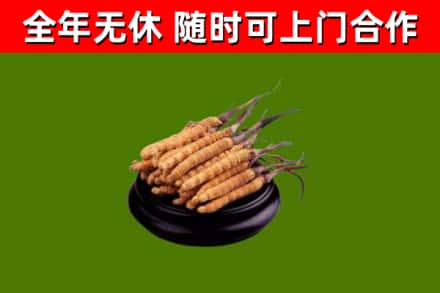 德钦县烟酒回收冬虫夏草.jpg